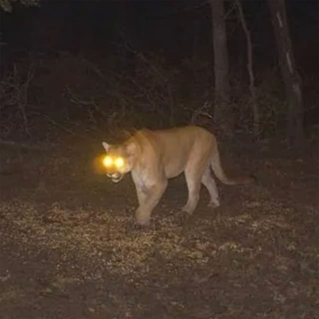 Mountain Lion